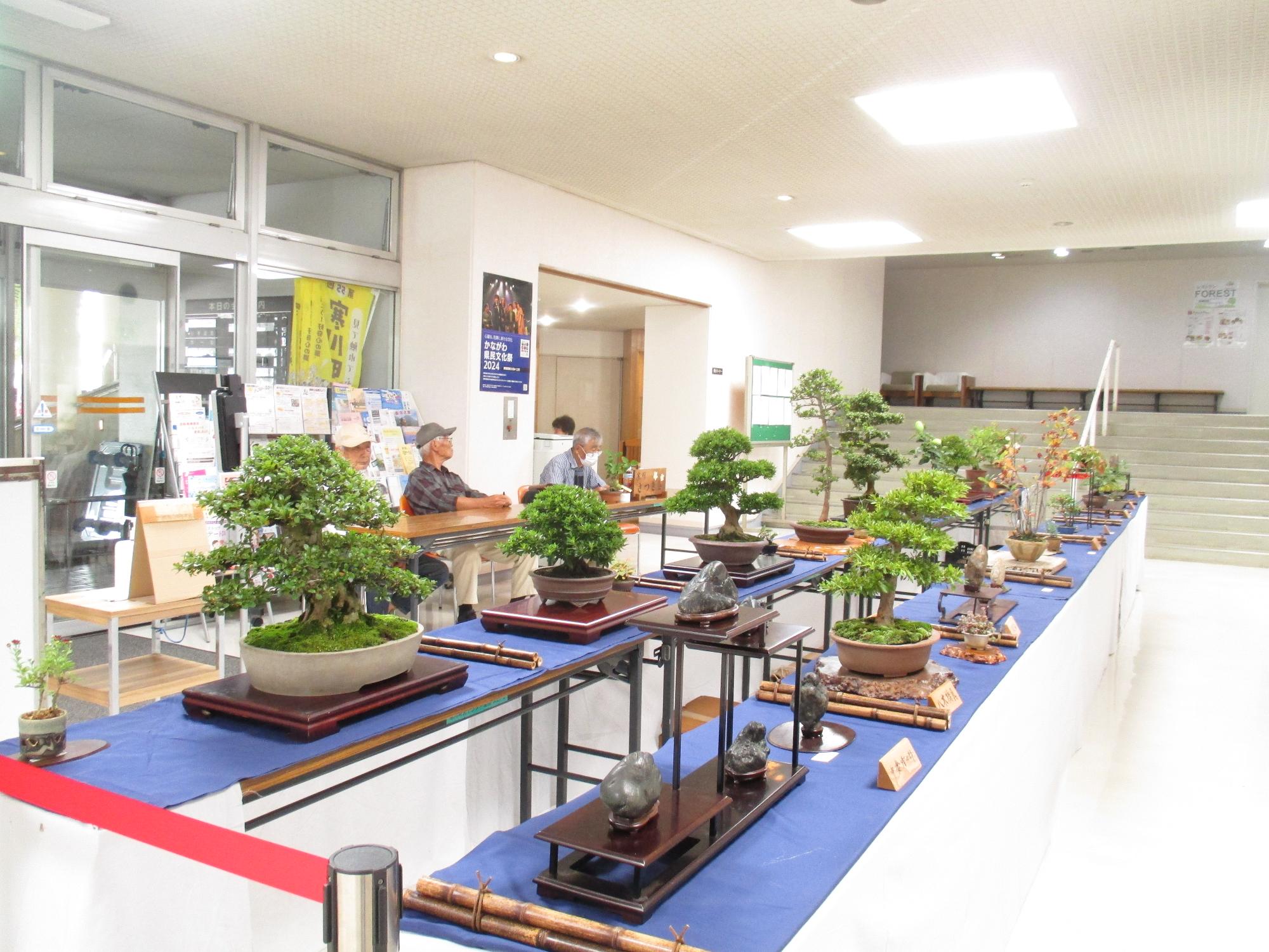 さつき秋季展写真1