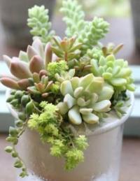 多肉植物の寄せ植えイメージ写真