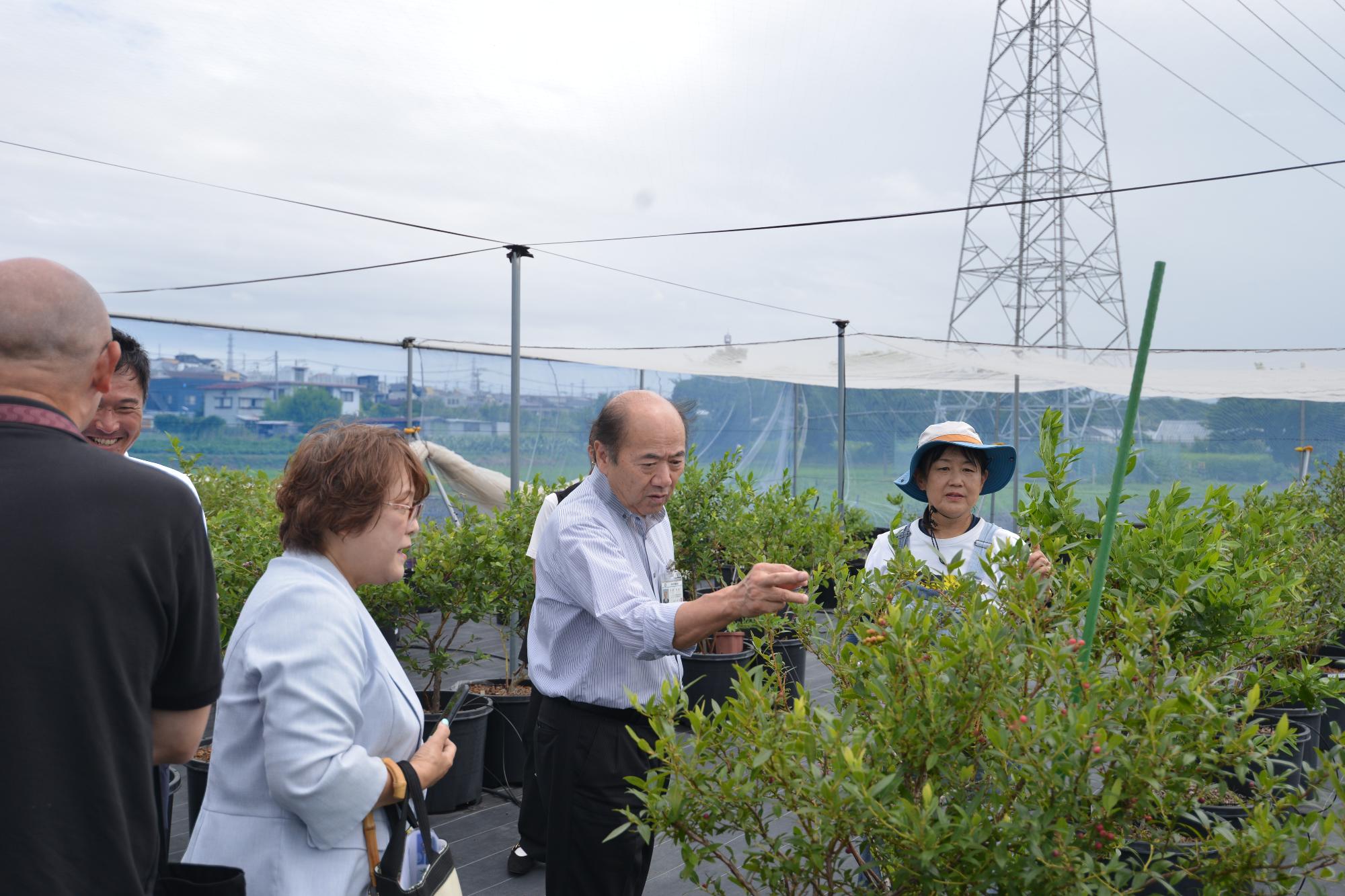 ブルーベリー摘み取りの様子