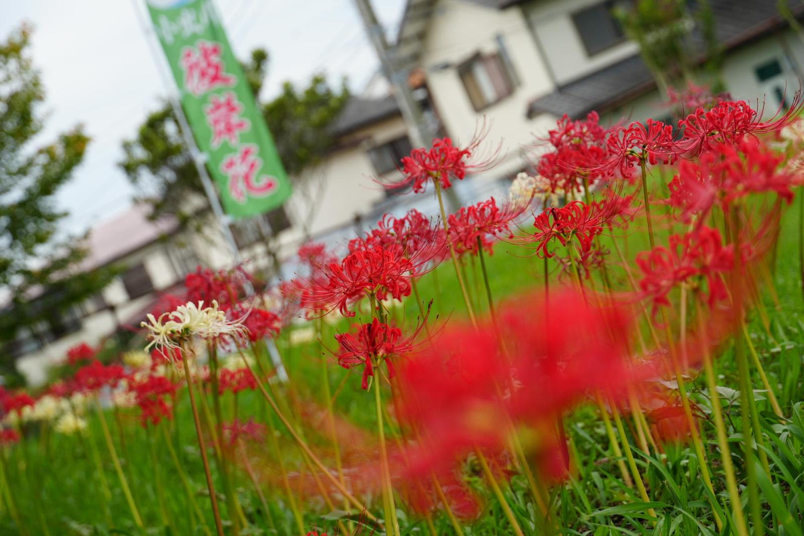彼岸花まつりの様子